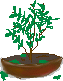 green plant